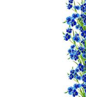 forget-me-flower isolated on white background photo