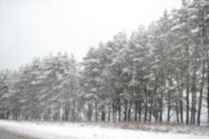 bosque en la escarcha. paisaje de invierno árboles cubiertos de nieve. desenfocar foto