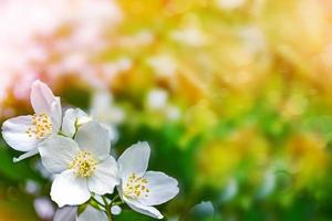 White jasmine The branch delicate spring flowers photo