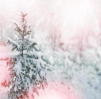 Winter landscape. Snow covered trees photo