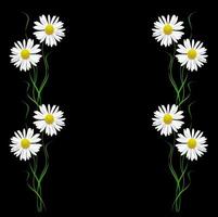 daisies summer flower isolated on black background. photo