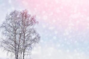 Frozen winter forest with snow covered trees. photo