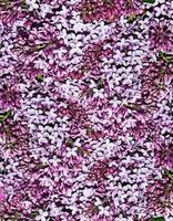 background of lilac flowers photo