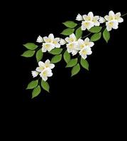 branch of jasmine flowers isolated on white background photo