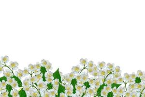 White jasmine flower. photo