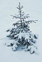 Snowy forest. fir Tree photo