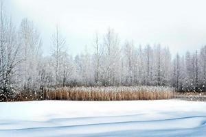 bosque de invierno paisaje de invierno foto