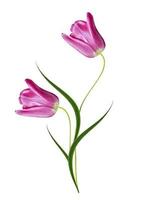 spring flowers tulips isolated on white background photo