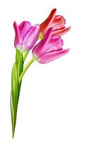 spring flowers tulips isolated on white background photo