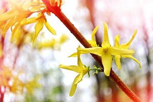 rama de forsythia de un árbol floreciente sobre un fondo de parque de primavera. foto