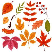 colección de diferentes hojas de otoño. follaje de dibujos animados vectoriales para el diseño de otoño aislado en un fondo blanco. vector