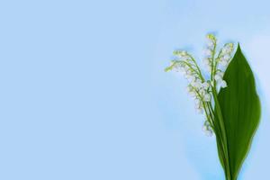 Lily of the valley flower on blue background. photo