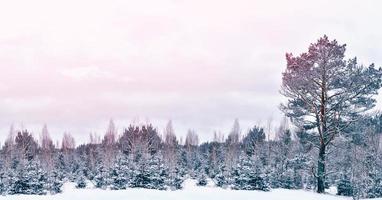 bosque de invierno congelado con árboles cubiertos de nieve. foto