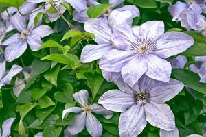 flores de clematis sobre un fondo del paisaje de verano. foto