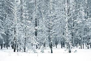 winter forest. Nature. photo