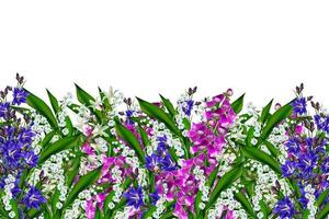 flowers campanula isolated on white background photo