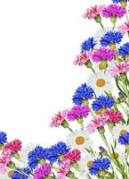 Flowers cornflowers isolated on white background photo