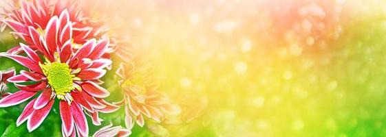 Colorful chrysanthemum flowers on a background of the autumn landscape photo