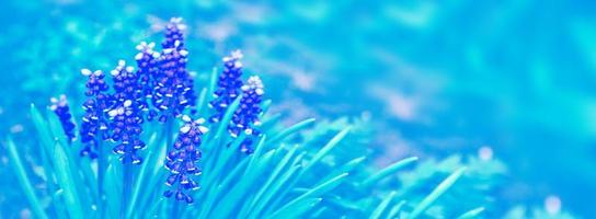 Spring flowers of hyacinth photo