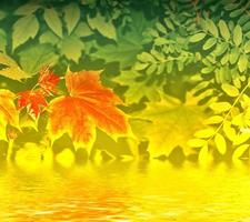 Autumnal abstract background of bright colorful foliage photo