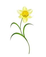 spring flowers narcissus isolated on white background photo