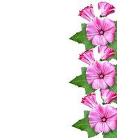 petunia flowers isolated on white background photo