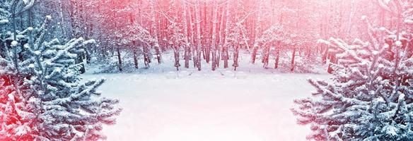 Frozen winter forest with snow covered trees. photo