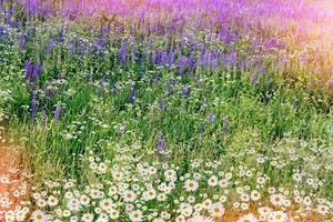 paisaje de verano con flores silvestres. foto