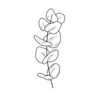 Eucaliptus branch line art drawing. Vector illustration with leaves isolated on white background. Botanical plant