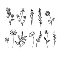 Vector collection of hand drawn wildflowers and herbs isolate on white background