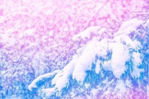 Frozen winter forest with snow covered trees. photo