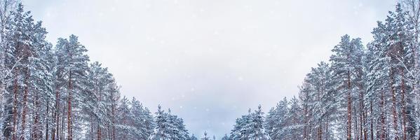 Frozen winter forest with snow covered trees. photo