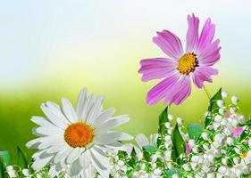 Cosmos flowers and cornflowers on a background of blue sky with clouds photo