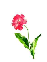 Cosmos flowers isolated on white background photo