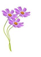 Cosmos flowers isolated on white background photo