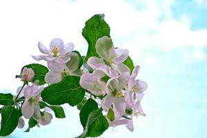 Spring garden. Flowering fruit trees. photo