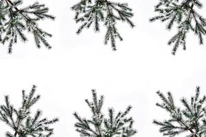 The branches of the snow covered tree Christmas tree photo