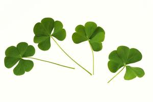 green clover leaves isolated on white background. St.Patrick 's Day photo