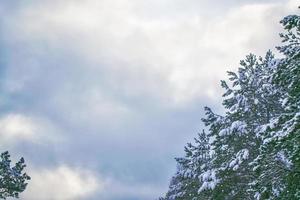 Frozen winter forest with snow covered trees. photo