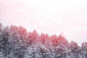 bosque de invierno congelado con árboles cubiertos de nieve. foto