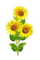 beautiful sunflower isolated on a white background photo