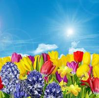 Spring flowers tulips on the background of blue sky with clouds photo