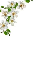 rama de flores de pera blanca foto