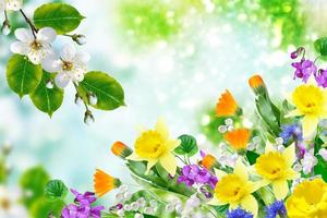 Bright colorful spring flowers photo