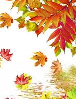 hojas de otoño de abedul aisladas sobre fondo blanco foto