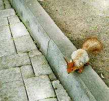 Squirrel runs on the road in the park photo