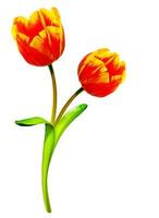 spring flowers tulips isolated on white background photo