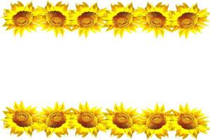 colorful sunflower isolated on a white background photo