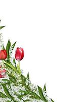 spring flowers tulips isolated on white background photo