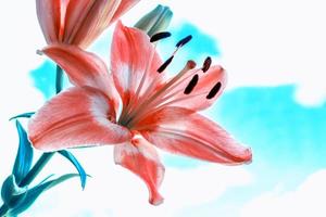 Colorful beautiful flowers lily on the background of the summer landscape. photo